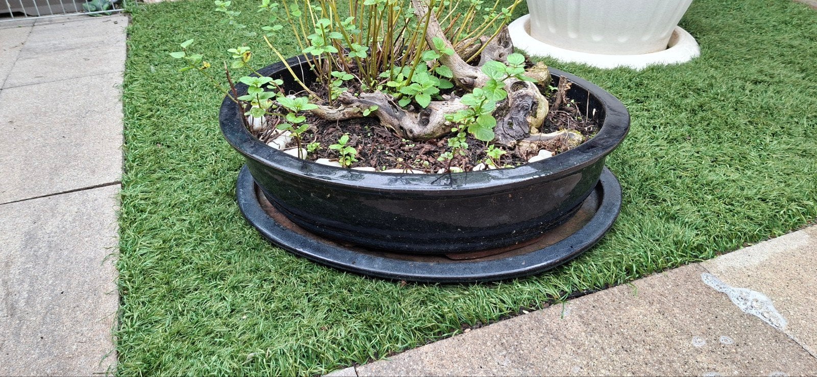bonsai schaal en schotel ovaal groot, Ophalen, Gebruikt, 40 cm of meer, Minder dan 40 cm