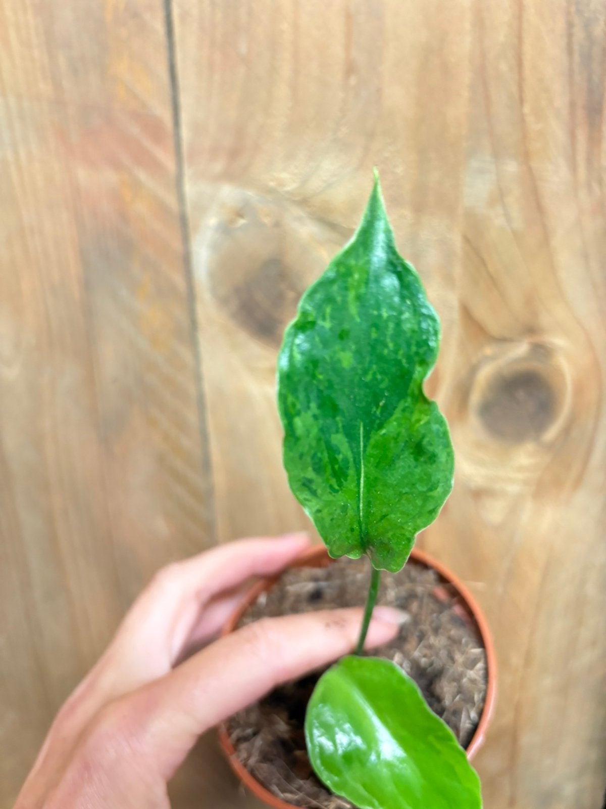 Monstera deliciosa contorta green mint variegata plant large, Ophalen of Verzenden, Halfschaduw, Minder dan 100 cm