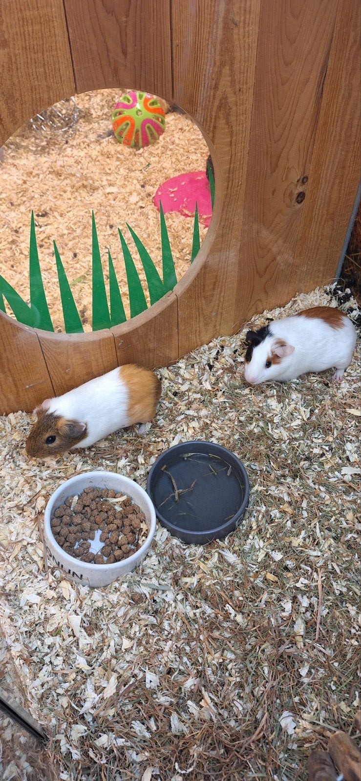 mooie cavia vrouwtjes, Juli, Vrouwelijk, Cavia