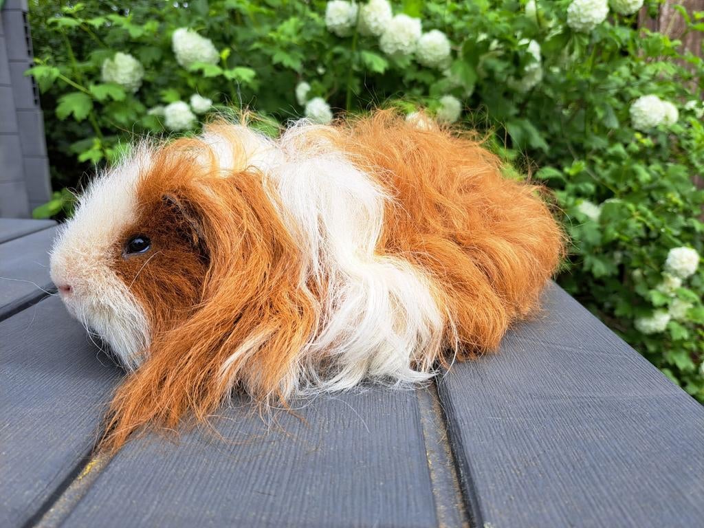 Tessel cavia beer, Dieren en Toebehoren, Knaagdieren, Maart, Mannelijk, Cavia