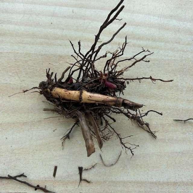 Olifanten gras, olifantsgras, wortelstok, rizoom, Tuin en Terras, Planten | Tuinplanten, Vaste plant, Siergrassen