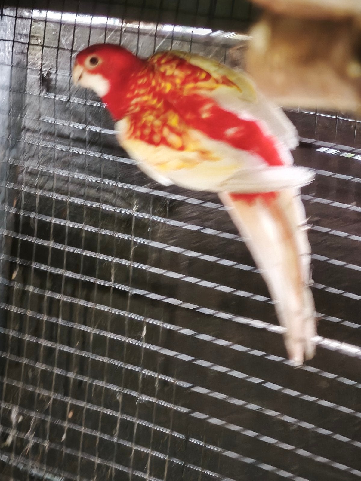 2 Prachtrosella mannen rubino en lutino, Dieren en Toebehoren, Vogels | Parkieten en Papegaaien, Meerdere dieren, Parkiet, Geringd
