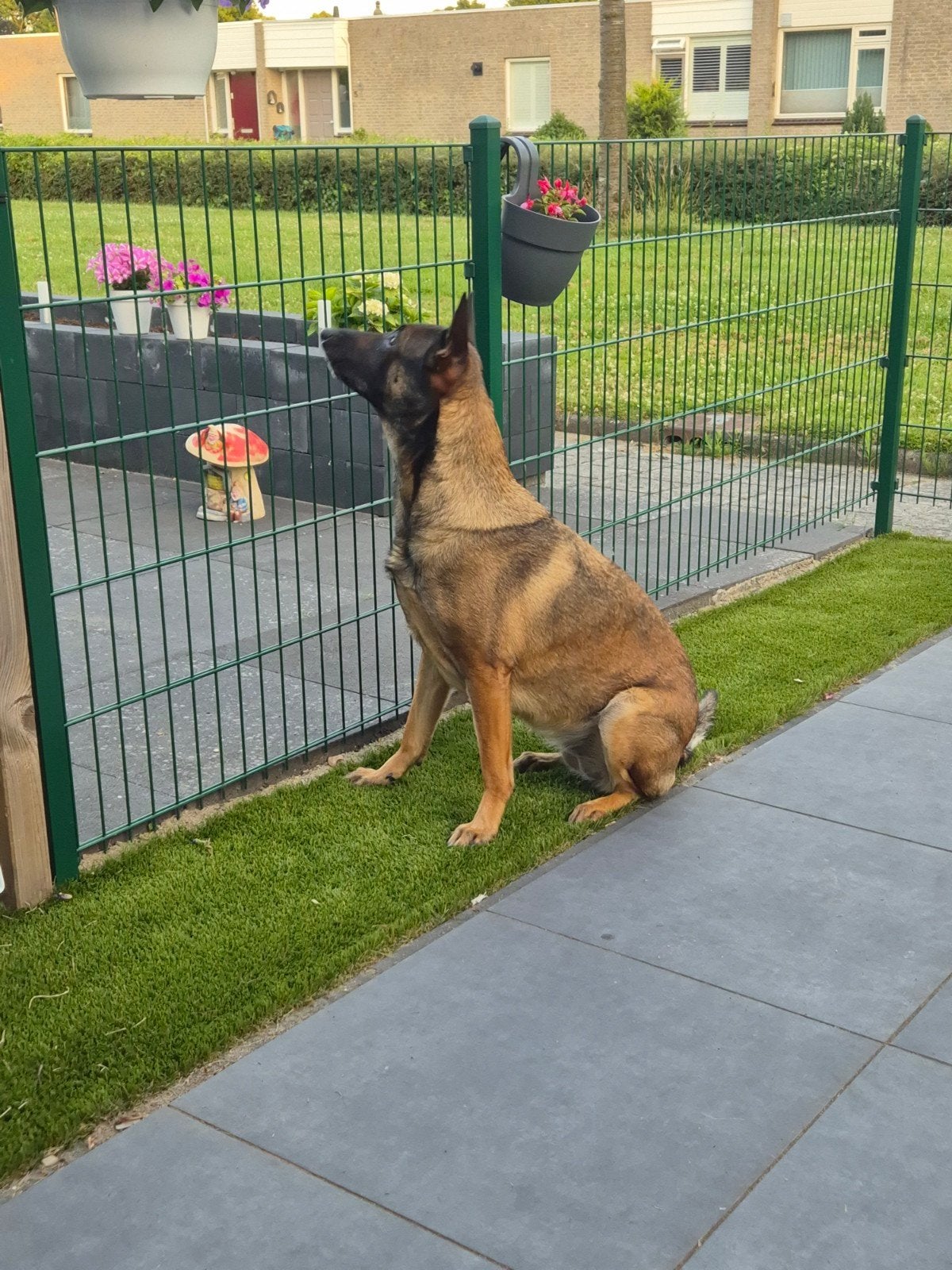 Mechelse herder zoekt nieuwe baas, Dieren en Toebehoren, Honden | Herdershonden en Veedrijvers, Parvo, Teef, Eén hond, 3 tot 5 jaar