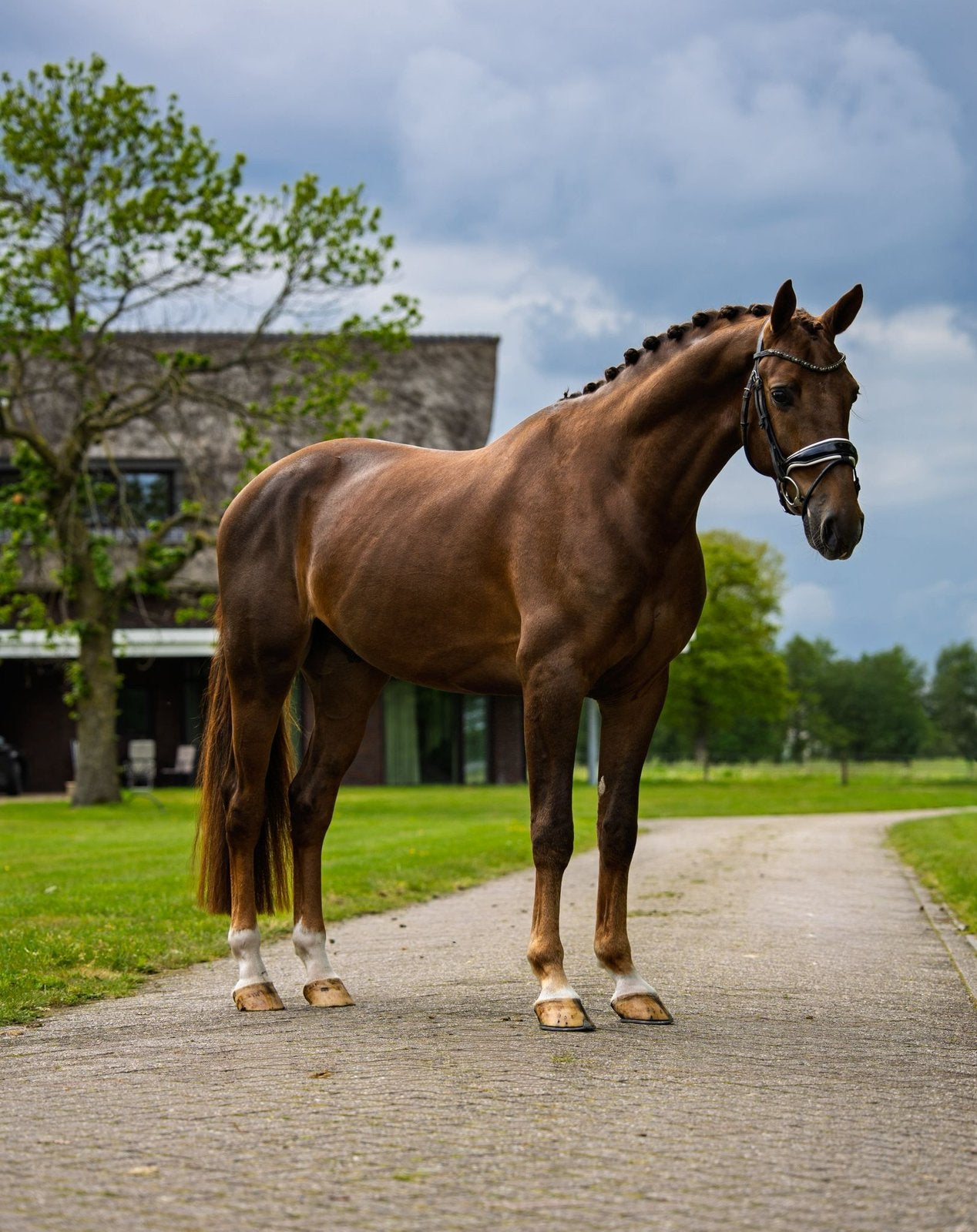 Betrouwbare en fijn te rijden KWPN ruin, Dieren en Toebehoren, Paarden, Ruin, L, 165 tot 170 cm, 3 tot 6 jaar, Dressuurpaard, Met stamboom