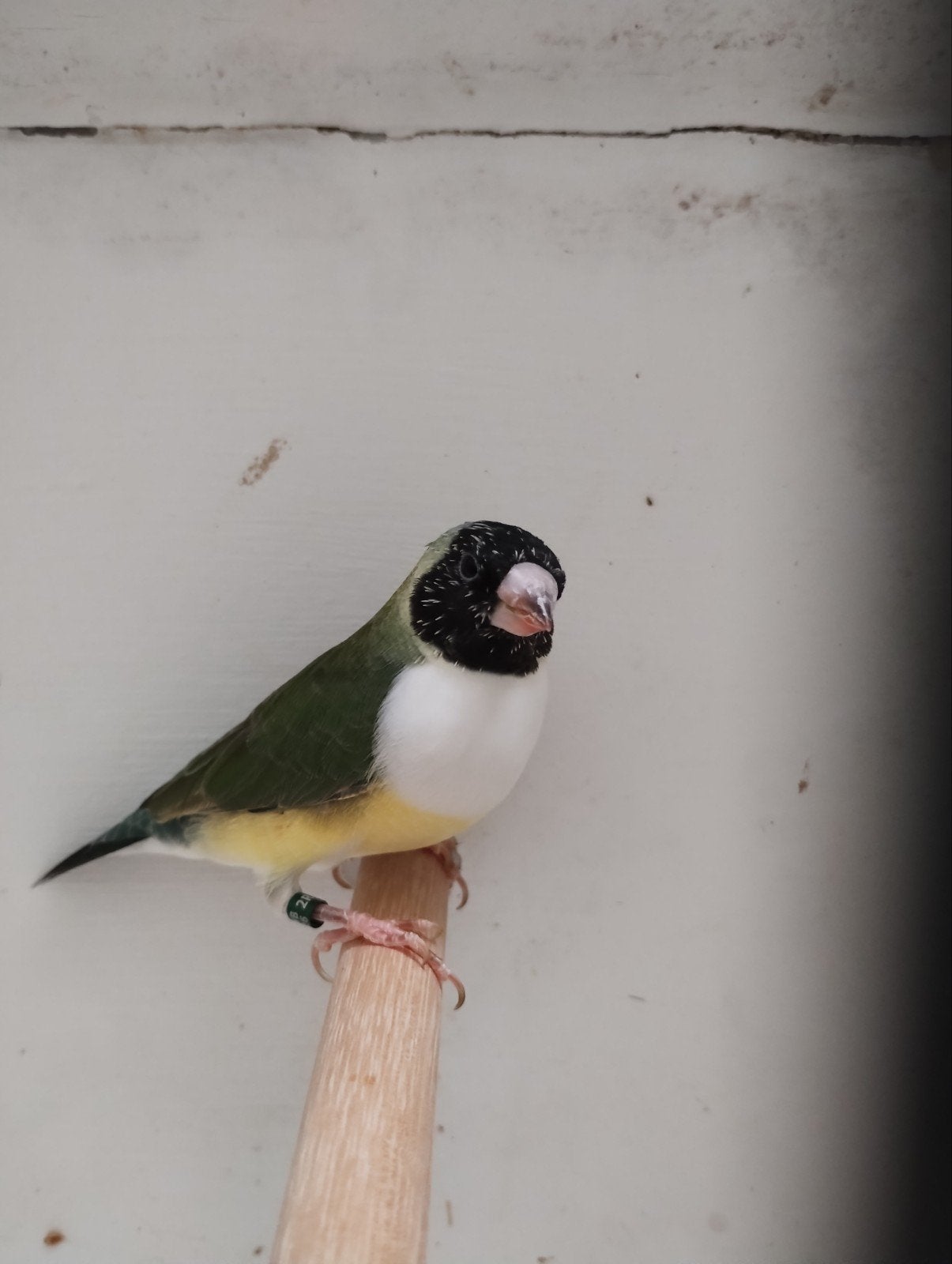 Gouldamadines, Meerdere dieren, Tropenvogel, Geringd