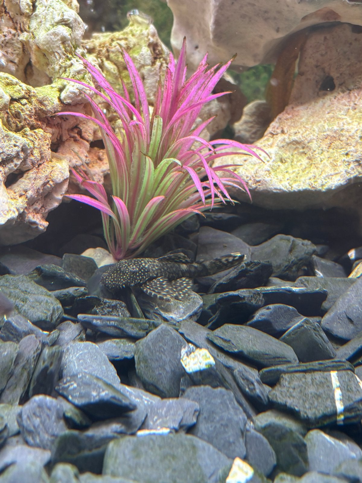 algeneter ancistrus, Dieren en Toebehoren, Vissen | Aquariumvissen, Vis