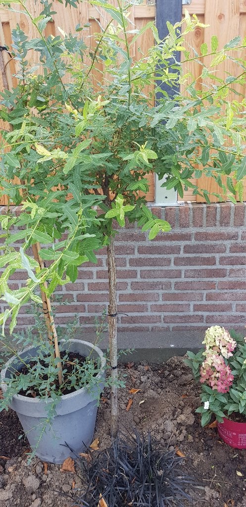 Salix Integra, Bonte wilg, 2 stuks, Overige soorten, Lente, 100 tot 250 cm, Ophalen