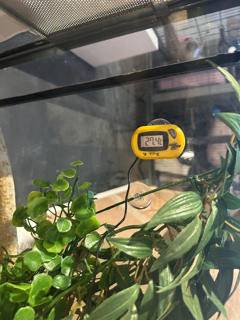Luipaard gekko (eventueel met terrarium) Leopard Gecko photo 11