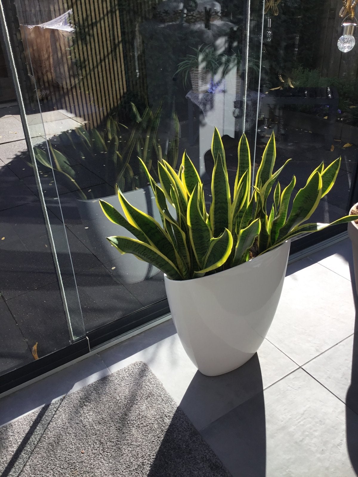 Witte bloempot met Vrouwentong plant, Ophalen, Zo goed als nieuw, Wit