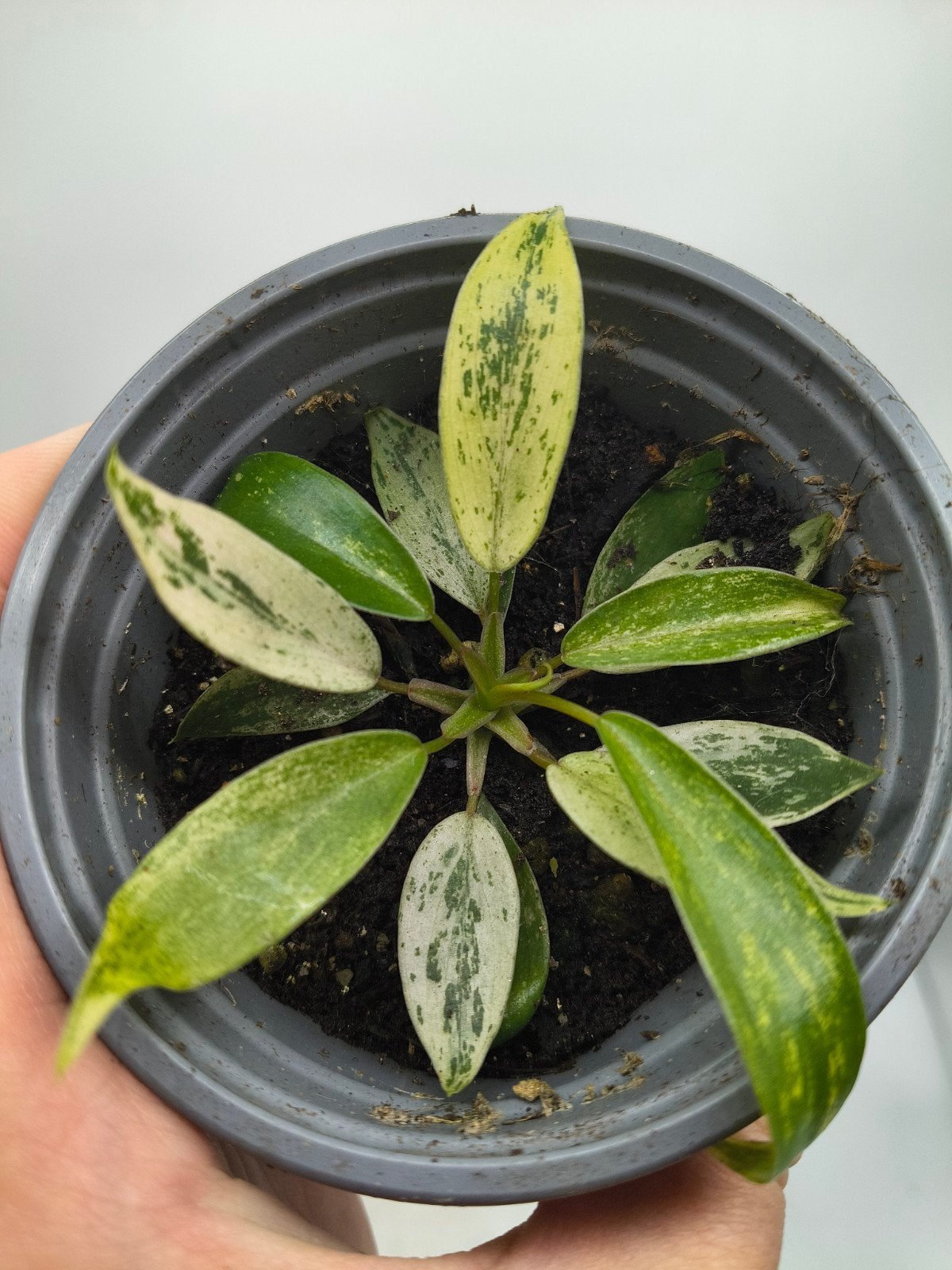 Philodendron Joepii Nebula Grokii Mint Variegata plant, Ophalen of Verzenden, Halfschaduw, Minder dan 100 cm