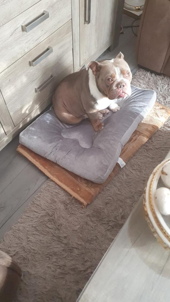 New englisch bulldog meisje zoekt 5 ****, Teef, Parvo, Bulldog, Eén hond