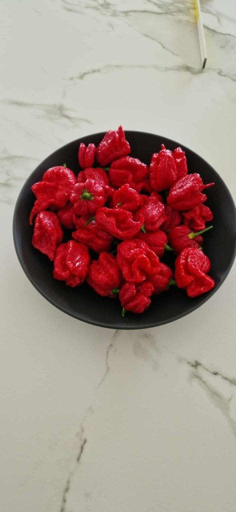 Carolina Reaper (zaden), Ophalen of Verzenden, Voorjaar, Volle zon, Zaad