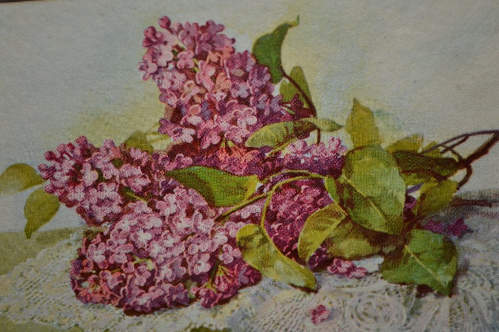 BELGIE 1920 TAKKEN ROSE SERINGEN KANTEN KLEED, Ophalen of Verzenden, Voor 1920, Ongelopen, Sterren en Beroemdheden