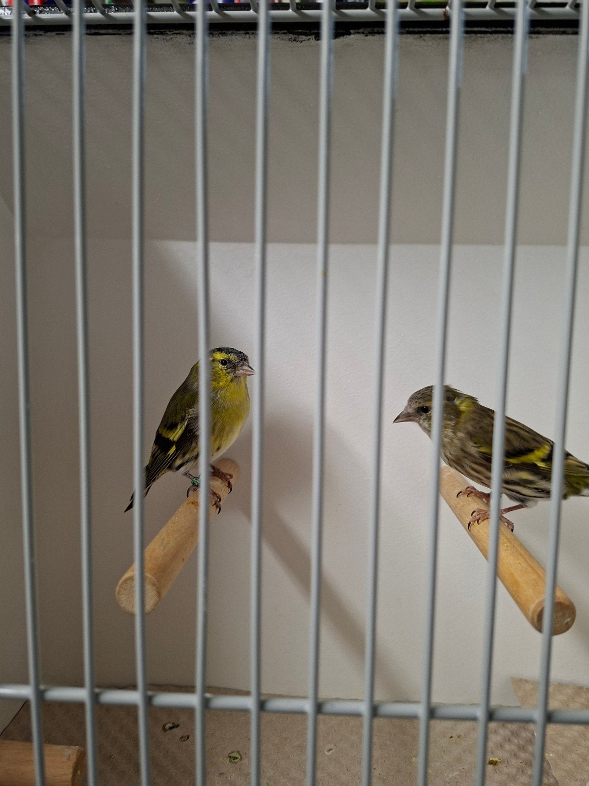 Europese sijsjes, Dieren en Toebehoren, Vogels | Overige Vogels, Meerdere dieren, Wildzangvogel, Geringd