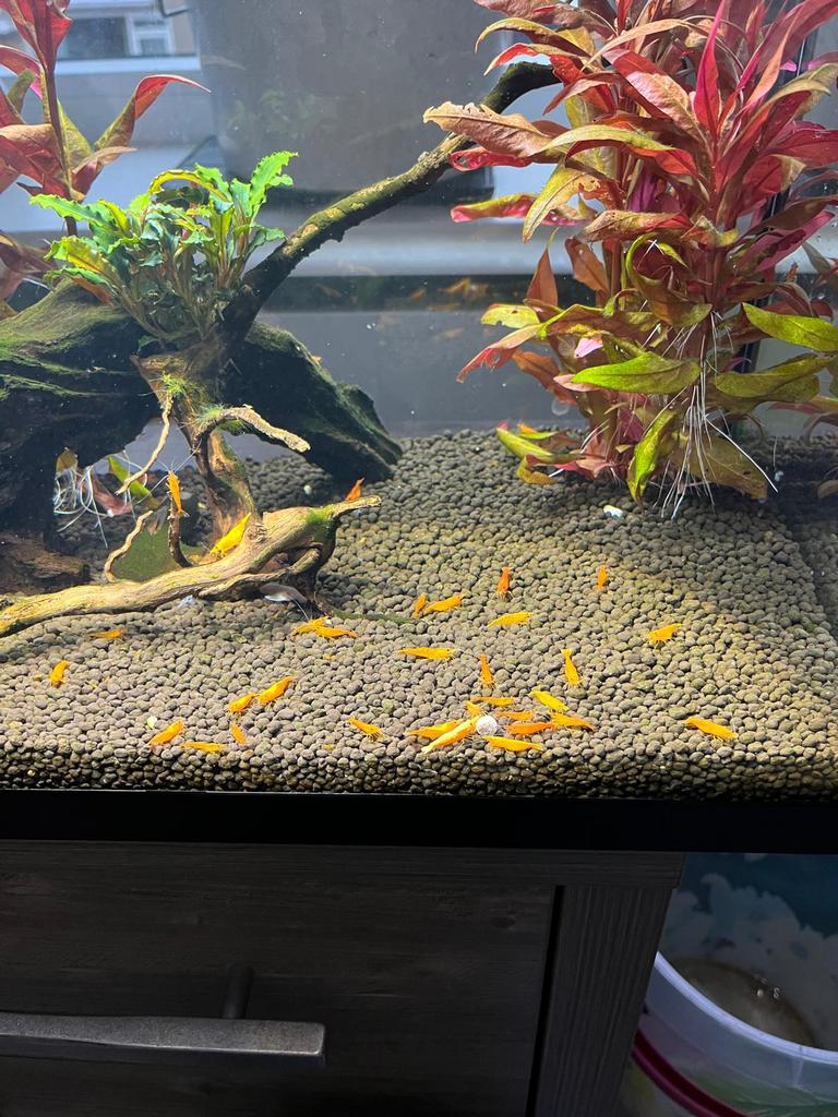 Super orange sekura garnalen!! 🦐 (Oranje garnalen), Ophalen, Zo goed als nieuw, Overige typen