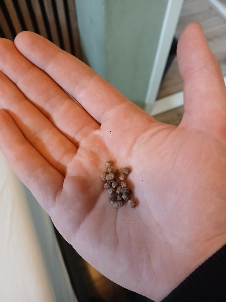 Wandelende bladeren phyllium eitjes, Dieren en Toebehoren, Wandelende tak