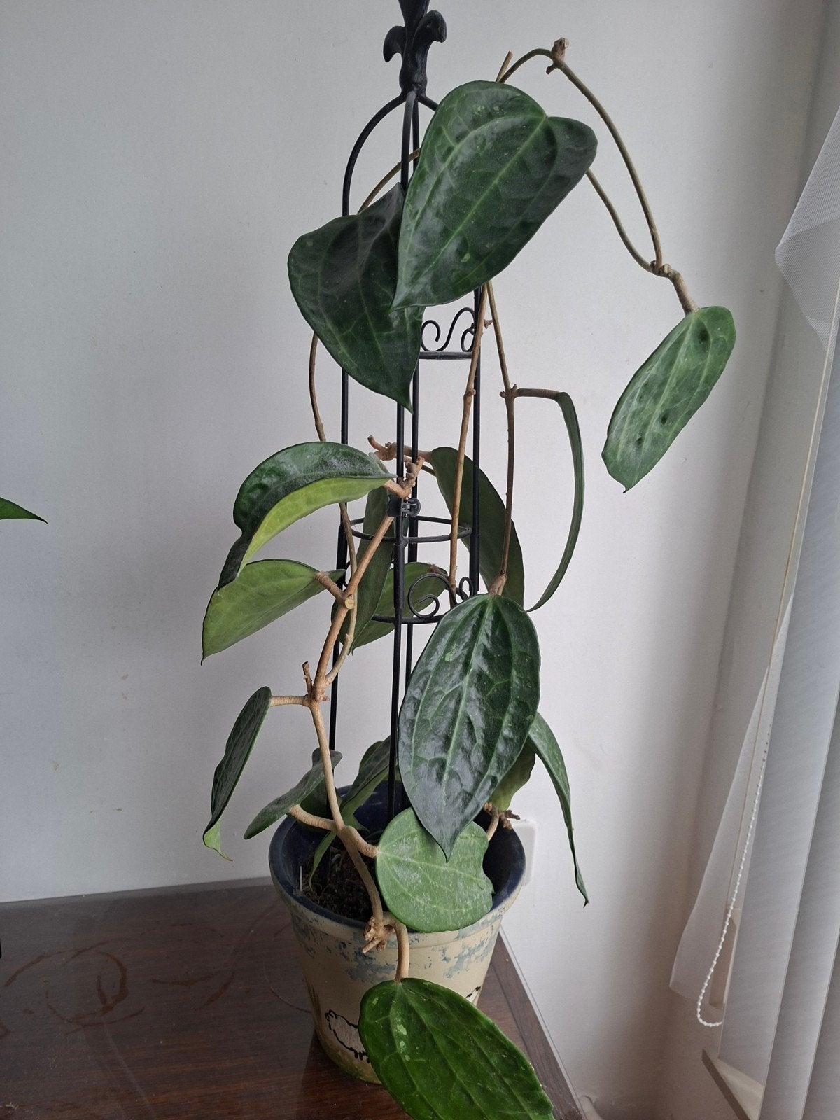 Hoya latifolia groen, Ophalen