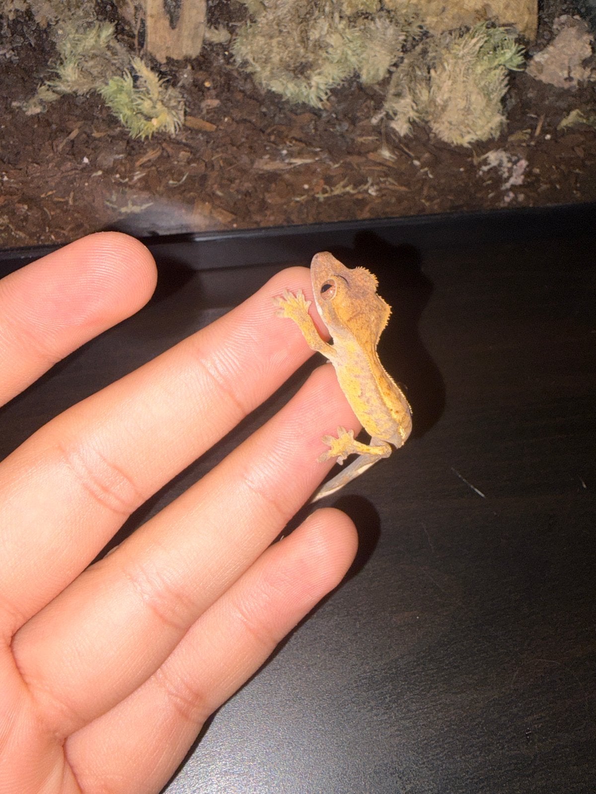 Crested gecko (wimper gecko) + pangea food Crested Gecko photo 4