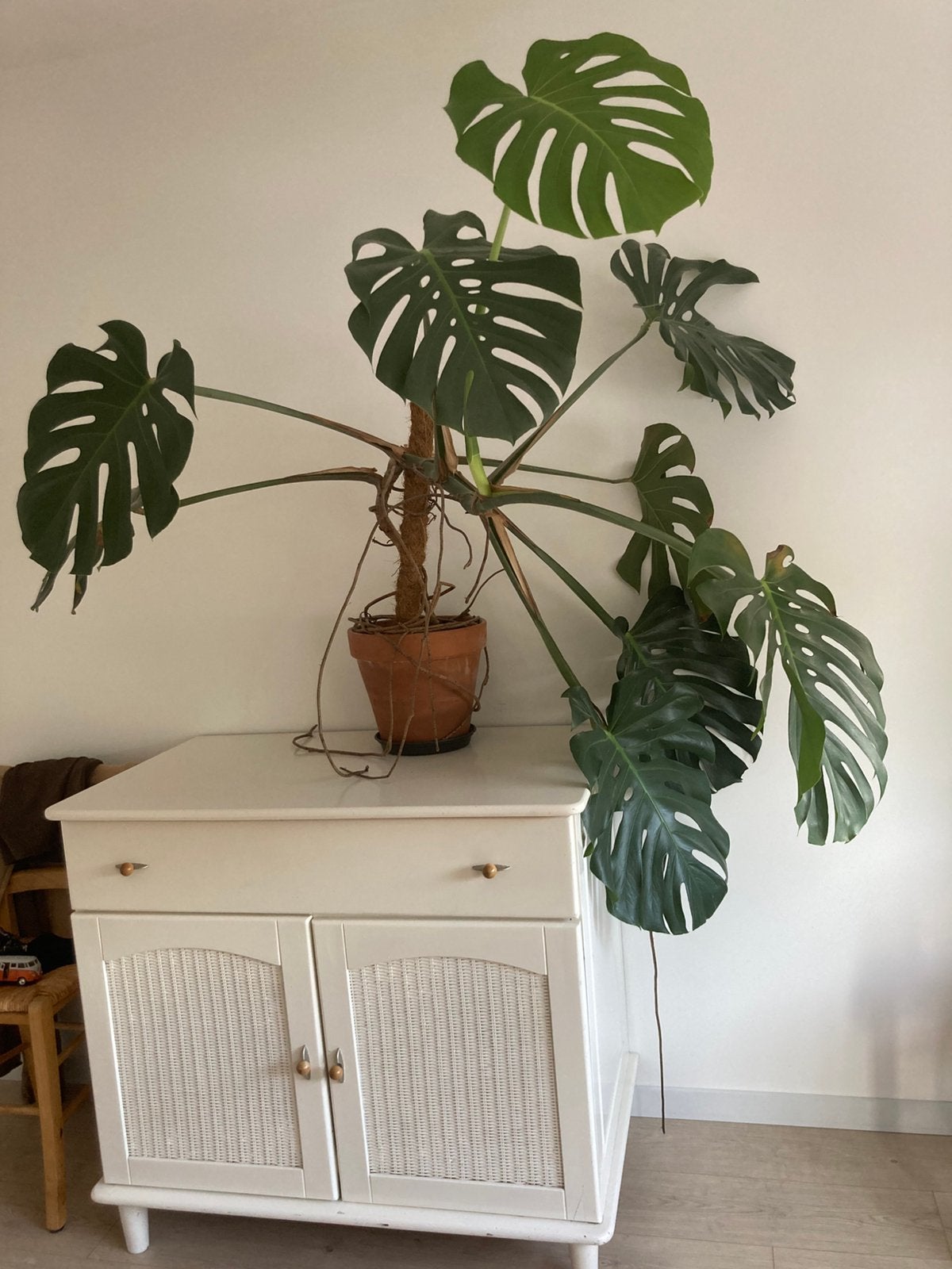 Grote Monstera met pot, Ophalen, Halfschaduw, Minder dan 100 cm