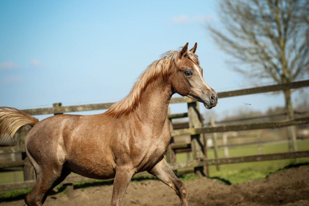 arabisch volbloed schimmel 2024 hengst, Dieren en Toebehoren, Minder dan 160 cm, Met stamboom, Niet van toepassing, Dressuurpaard