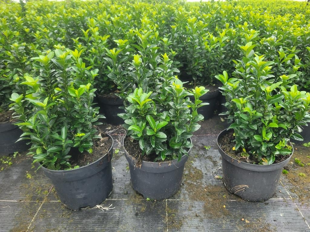 Buxusvervanger Euonymus Green Spire, Tuin en Terras, Ophalen of Verzenden, Zomer, Volle zon