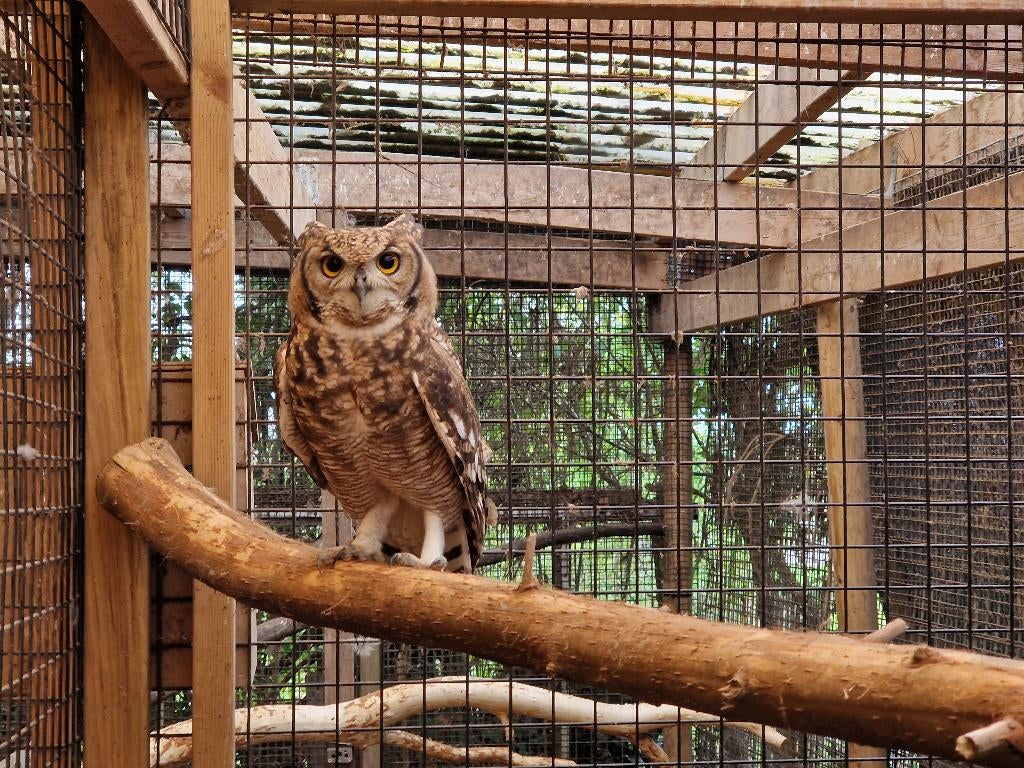Broedkoppels Afrikaanse Oehoe | Bewezen koppels, Dieren en Toebehoren, Vogels | Overige Vogels, Meerdere dieren, Roofvogel, Geringd