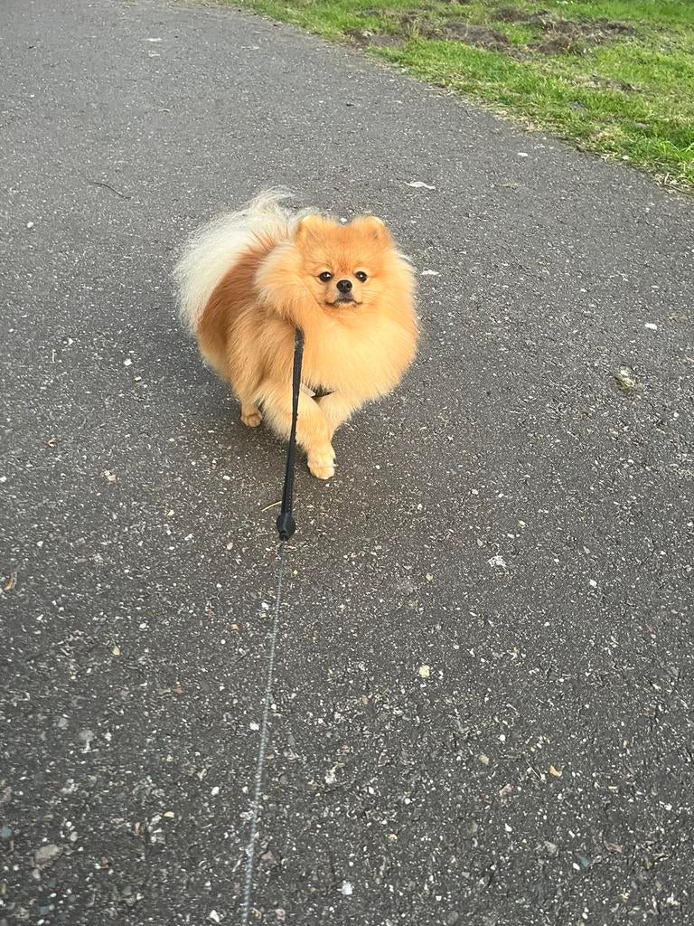 Beschikbaar dekreu mijn pomeranian!Niet koop!!FCI hond!, Particulier, Reu, 1 tot 2 jaar, Buitenland