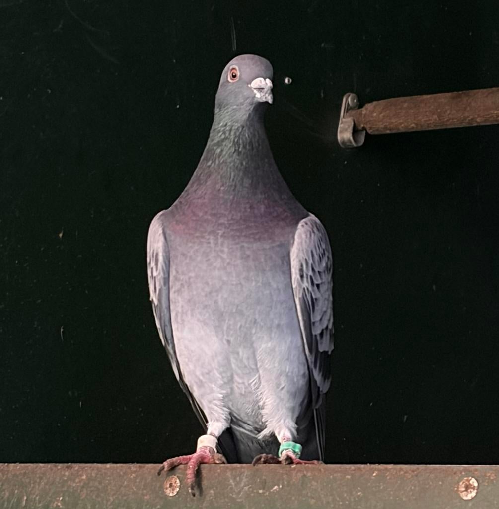 Sierduif, Dieren en Toebehoren, Geslacht onbekend, Overige soorten