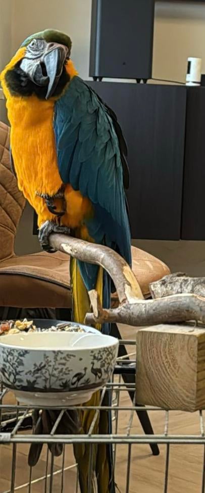 Ara papagaai tam, Dieren en Toebehoren, Vogels | Parkieten en Papegaaien, Meerdere dieren, Papegaai, Tam