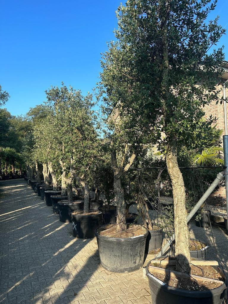 Kurkeik ( Quercus suber ) met 40/50 cm stamomtrek te koop!!, 250 tot 400 cm, Zomer, Volle zon, In pot