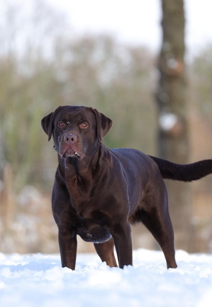Chocolade bruine labrador dekreu, Dieren en Toebehoren, Reu, Labrador retriever, Eén hond, 3 tot 5 jaar