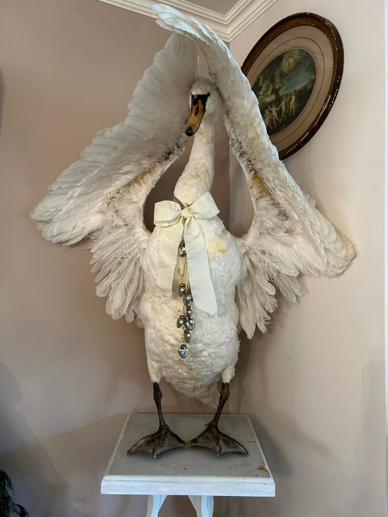 Grote opgezette zwaan, Antiek en Kunst, Curiosa en Brocante, Ophalen
