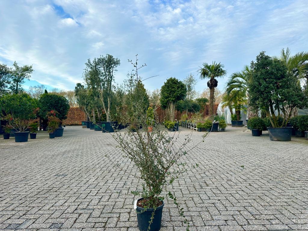 Meerstammige kurkeik - Quercus suber struik 100/120 cm, 100 tot 250 cm, Zomer, Volle zon, In pot