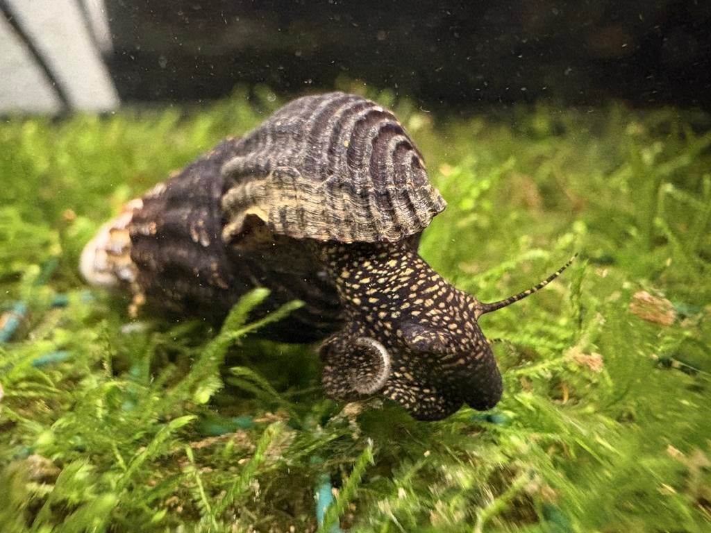 Golden Spotted Tylomelania (towutensis) Unieke Sulawesi slak, Dieren en Toebehoren, Vissen | Aquariumvissen, Kreeft, Krab of Garnaal