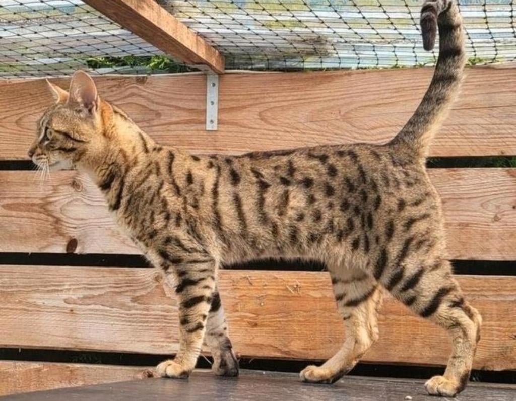 Savannah dekkaters f4 en f6 voor uitdekingen, Kater, Kortharig, 0 tot 2 jaar