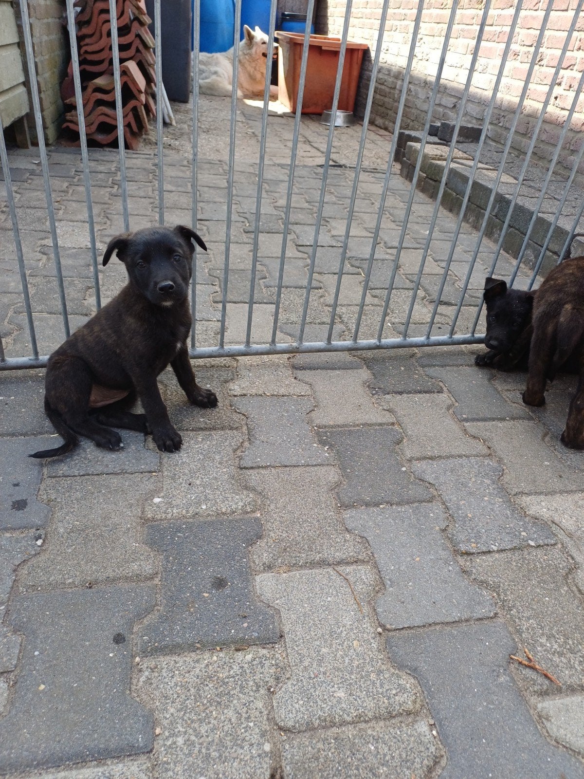 Hollandse herder  keer mechelaar, 8 tot 15 weken, Meerdere, Meerdere dieren, Nederland
