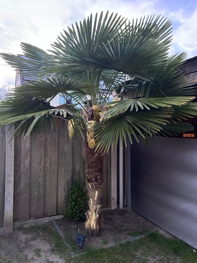 Grote Palmboom - 1.80m stam, 3m hoog, Volle zon, Vaste plant, Bloeit niet, Ophalen