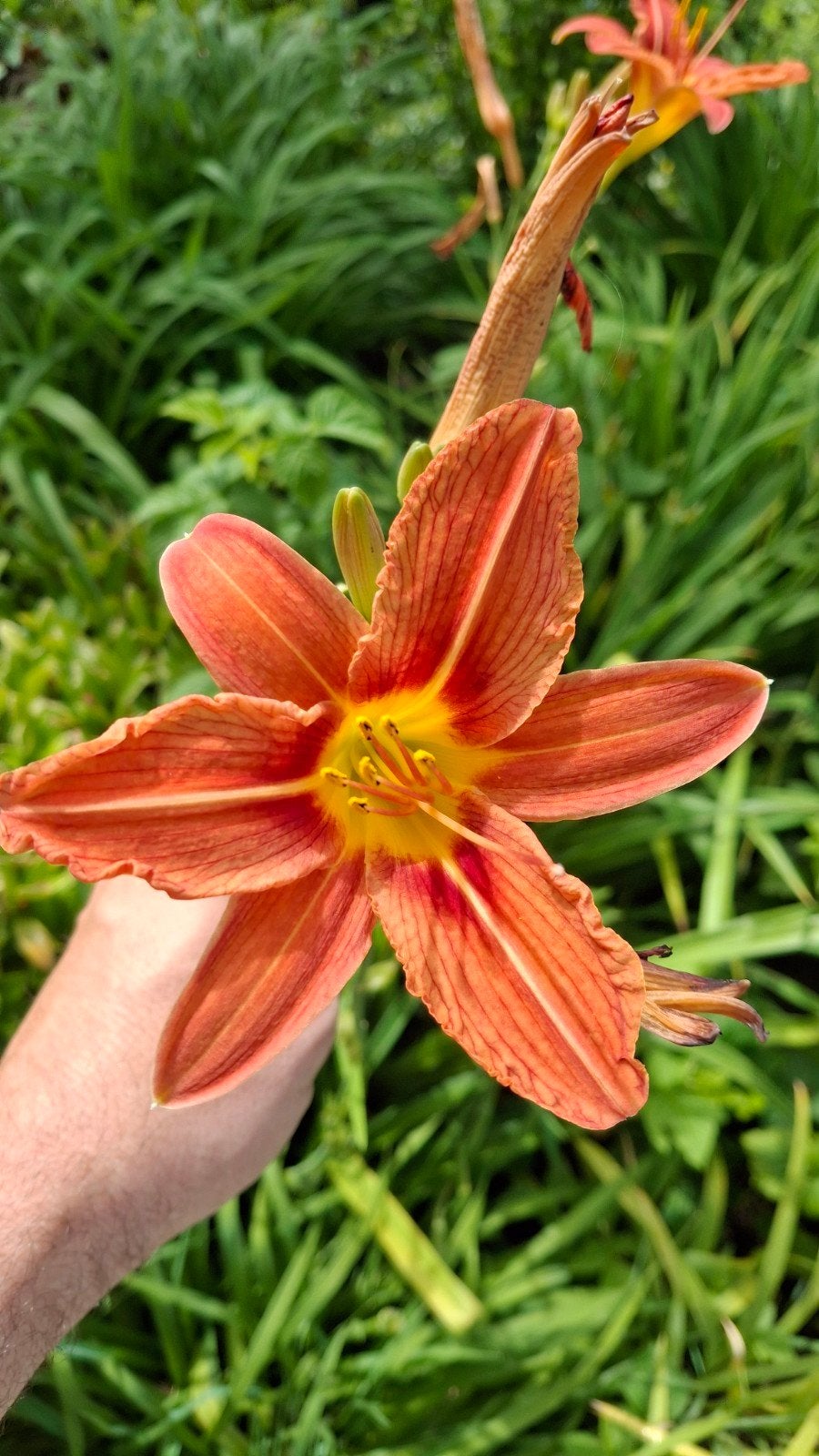 Daglelie, Ophalen, Overige soorten, Volle zon