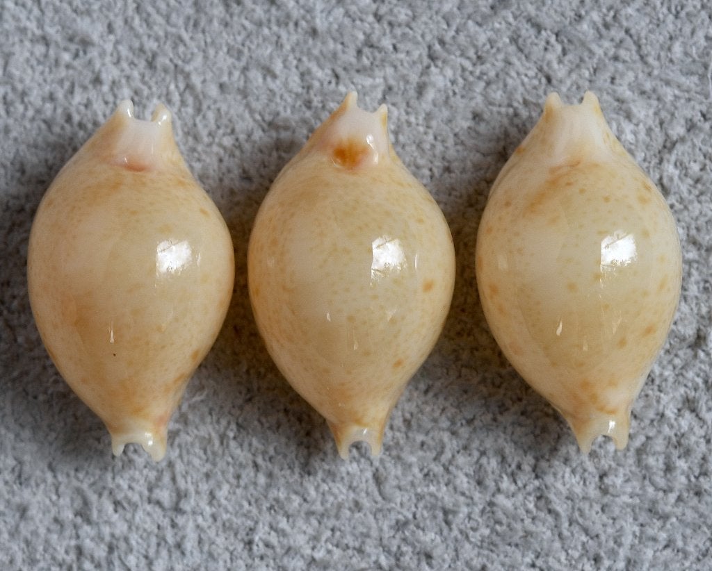 Schelpen: Cypraea margarita 12,9-13,1mm (Gem) Filipijnen, Ophalen of Verzenden, Schelp(en)