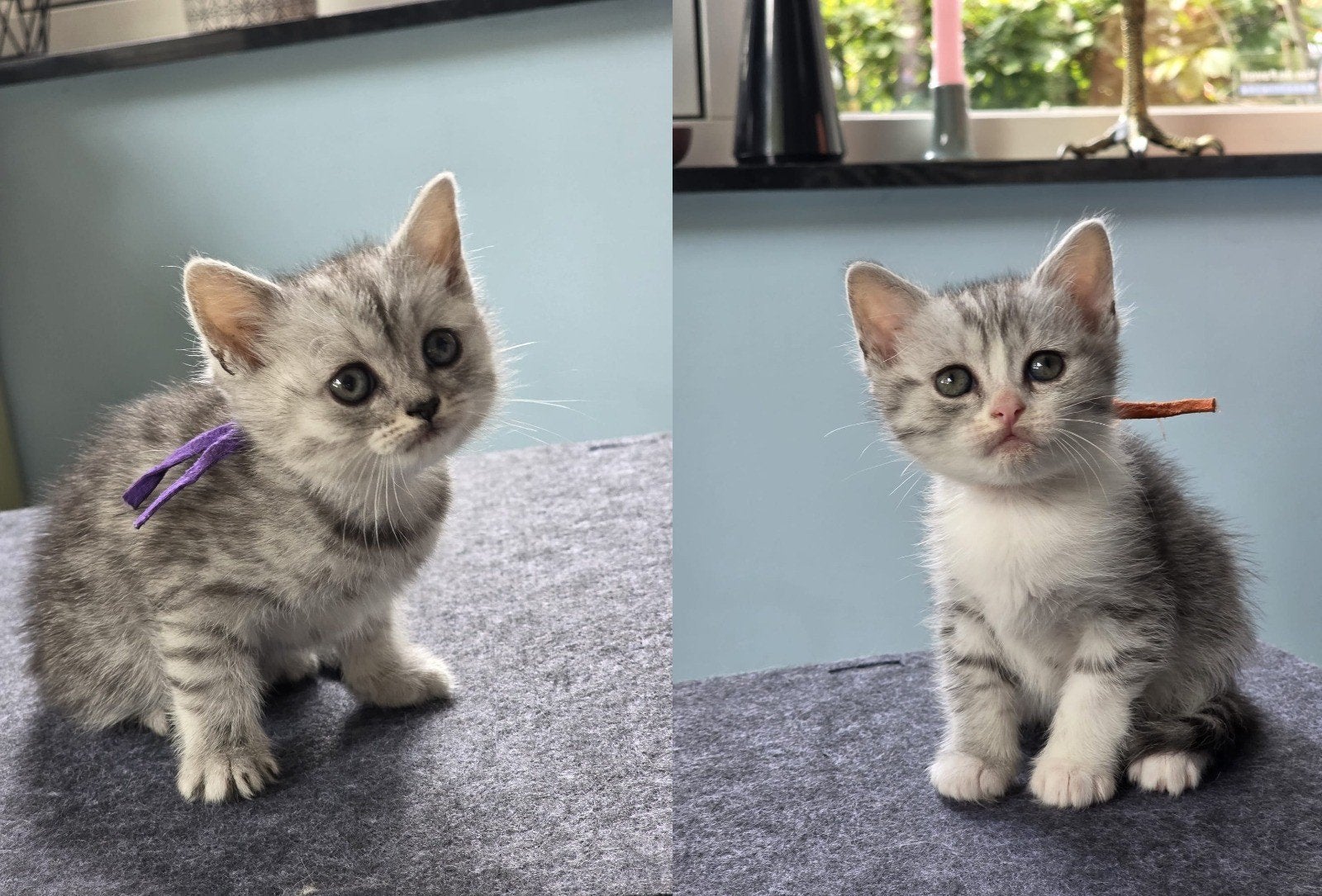 Nog 2 (Paars en Oranje) mooie kittens   (½ Pers ½ Europees), Poes, Ontwormd, 0 tot 2 jaar