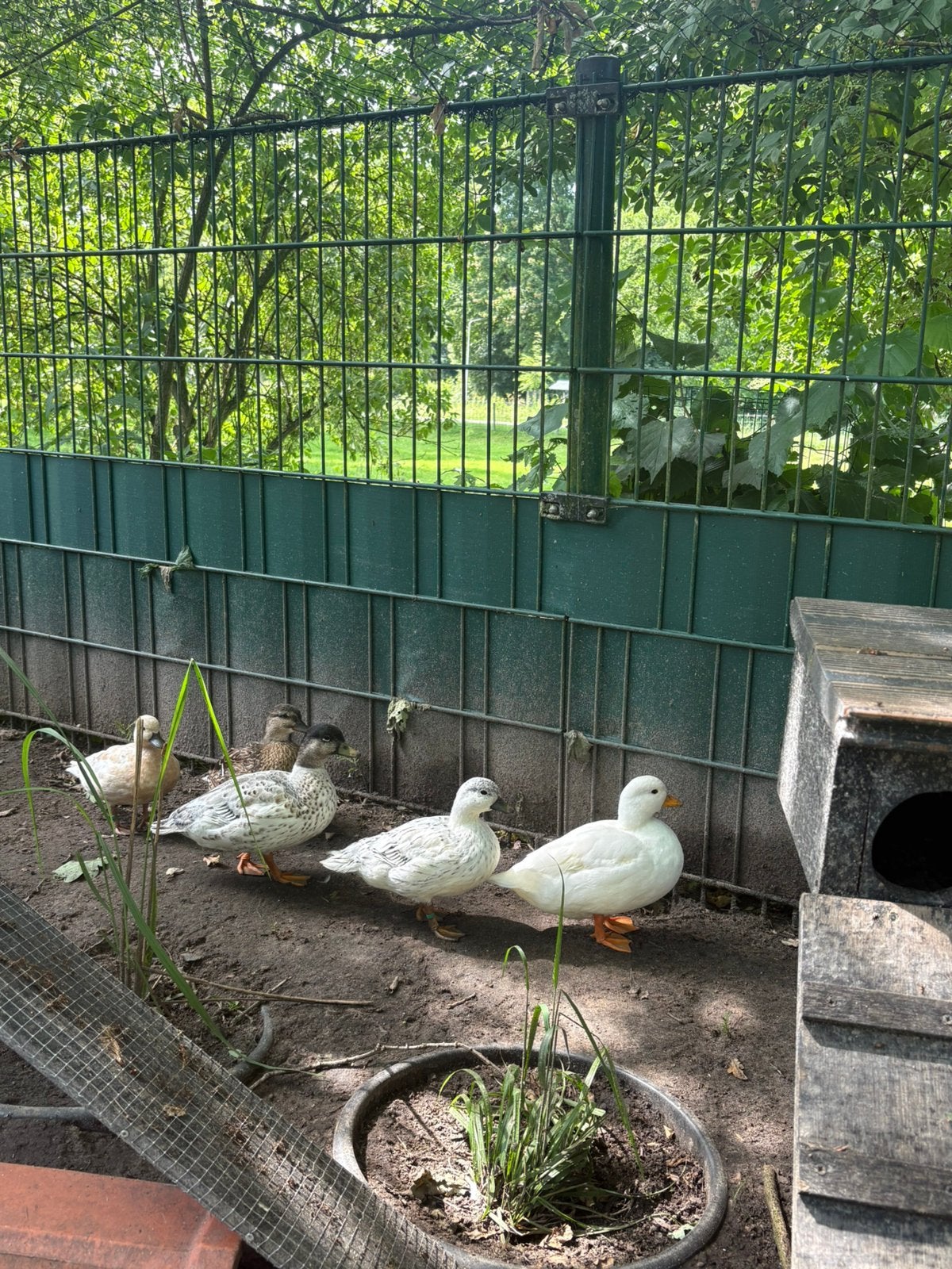Hollandse kwakers, Dieren en Toebehoren, Meerdere dieren, Kip