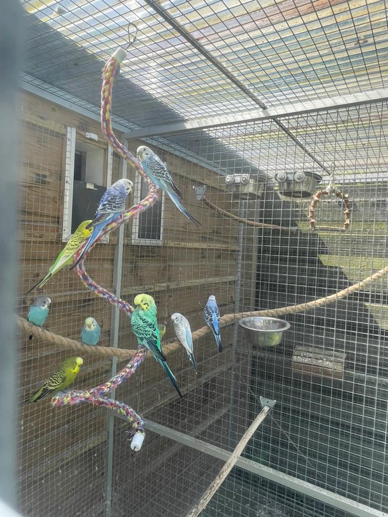 Jonge grasparkieten, Dieren en Toebehoren, Vogels | Parkieten en Papegaaien, Meerdere dieren, Parkiet, Tam