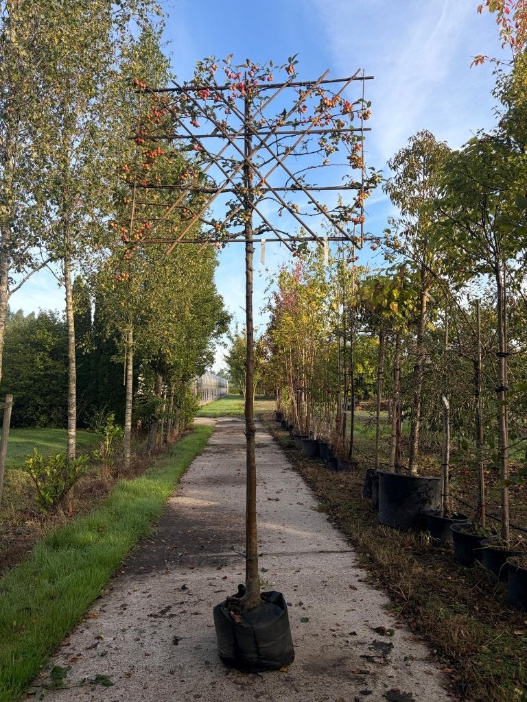 sierappel leivorm 220 stam outlet, Leiboom, Lente, 250 tot 400 cm, Ophalen