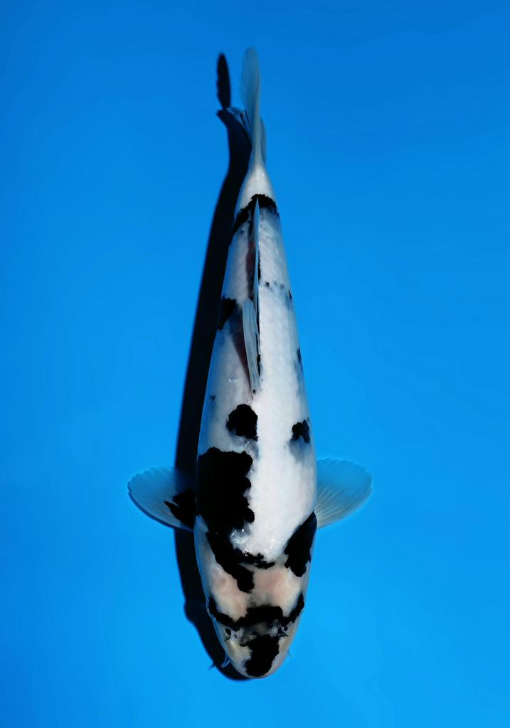 HQ Shiro utsuri OMOSAKO FEMALE Tosai KOOPZONDAG, Dieren en Toebehoren, Vissen | Vijvervissen, Karper of Koi
