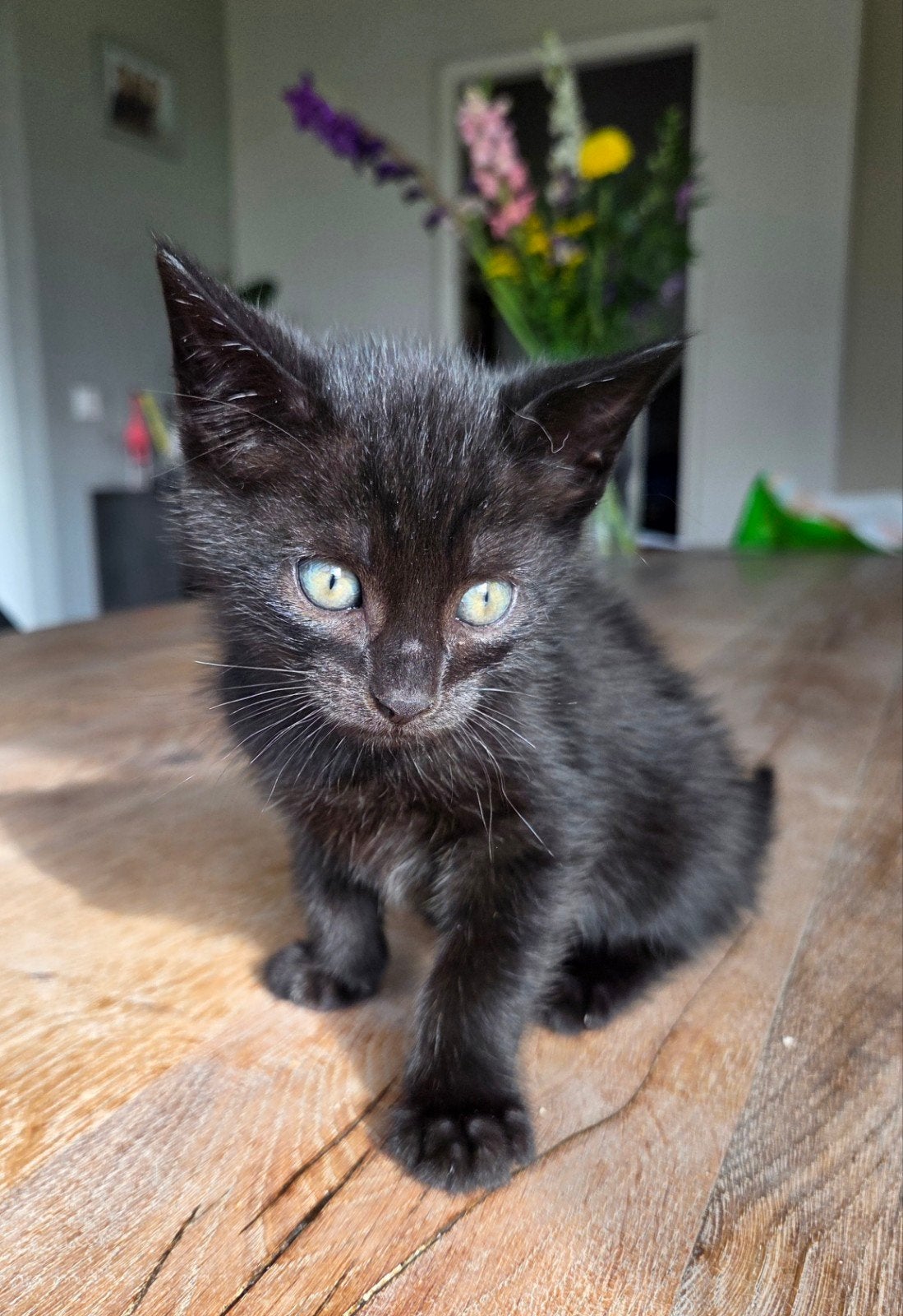 Kitten - zwart, Dieren en Toebehoren, Kater, Kortharig, 0 tot 2 jaar