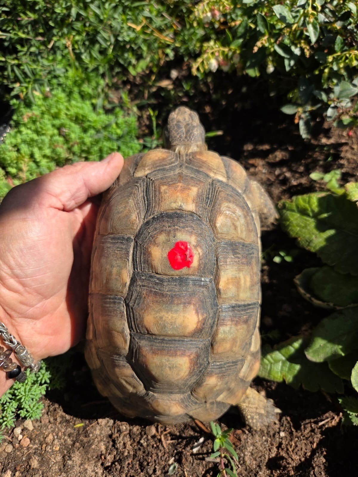 4 breedrand schildpadden incl chip, cites, Schildpad, Tam, 7 tot 10 jaar