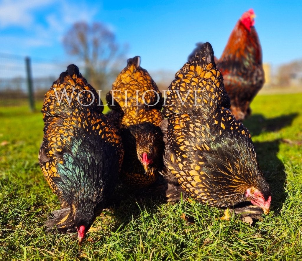Brahmas veel kleuren tot 1 jaar oud!, Vrouwelijk, Kip