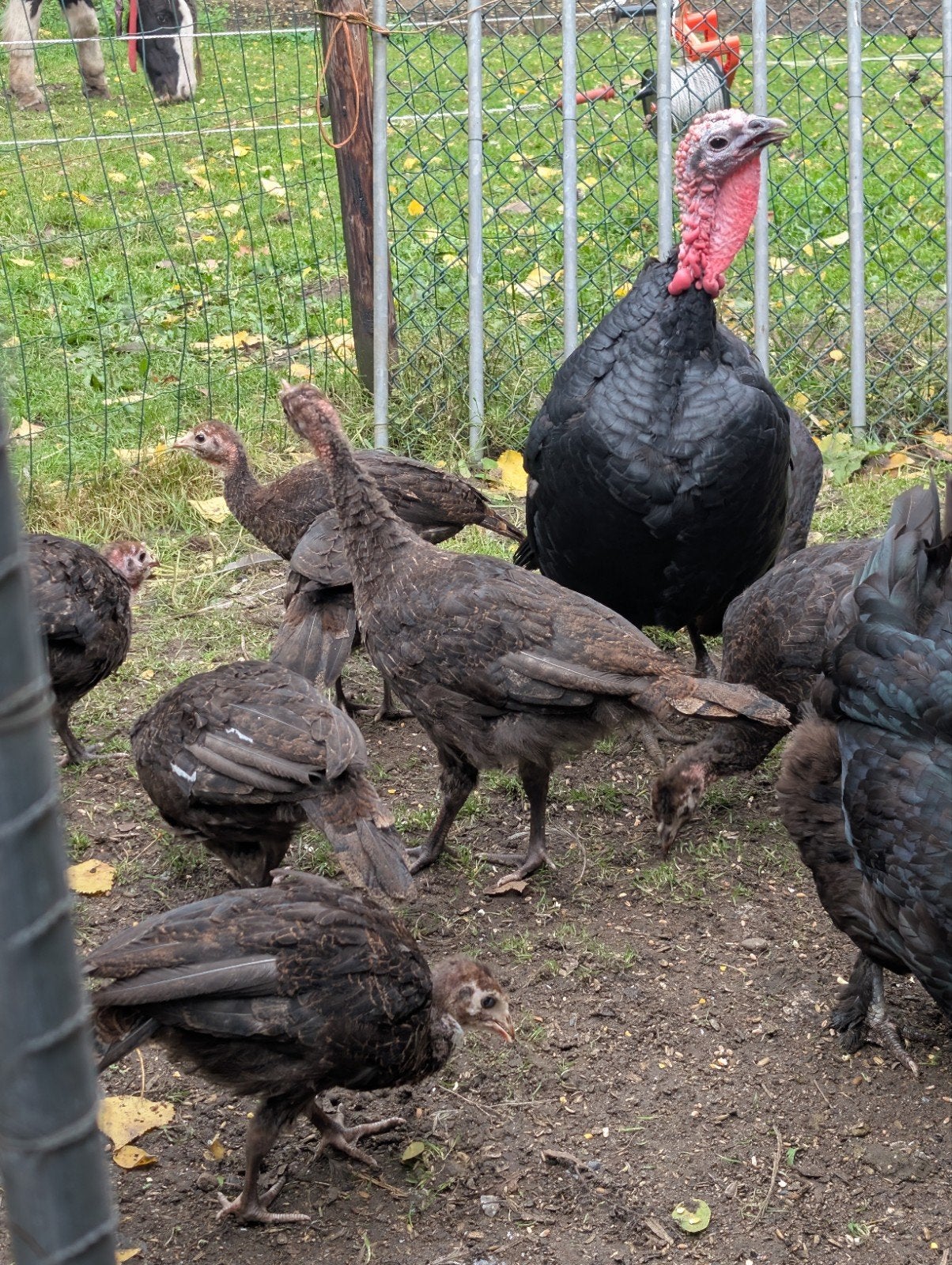 kalkoen kuikens, hennen en hanen, Meerdere dieren, Kalkoen