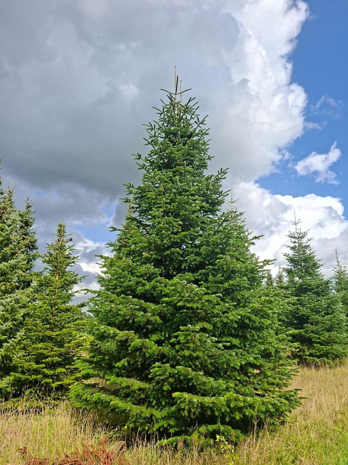 Foto 3 van Nordmann kerstbomen te koop 5 - 8 meter
