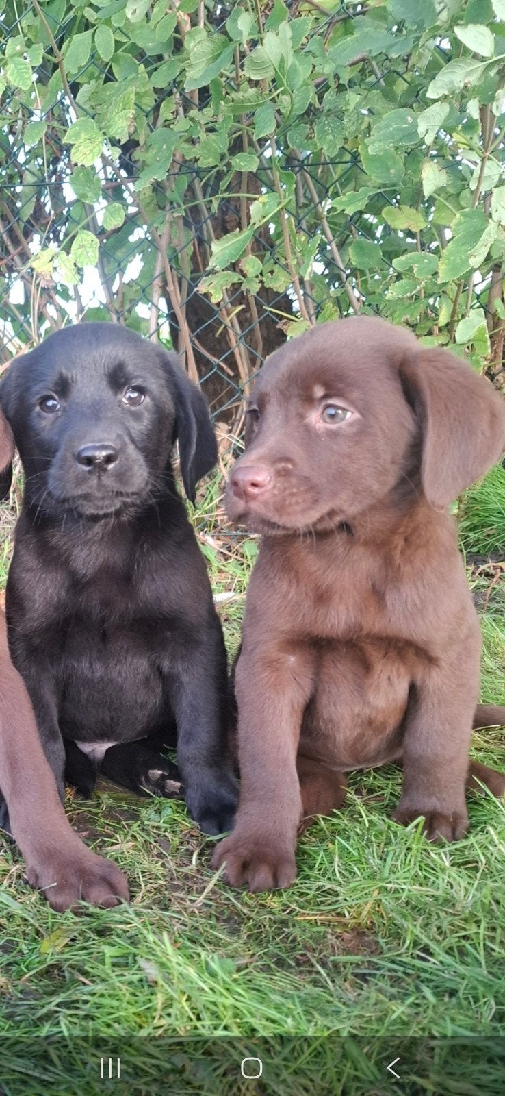prachtige labrador pups, Nederland, 8 tot 15 weken, Labrador retriever, Meerdere